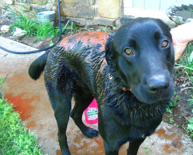 Собака принимает ванну с томатным соком после опрыскивания скунсом