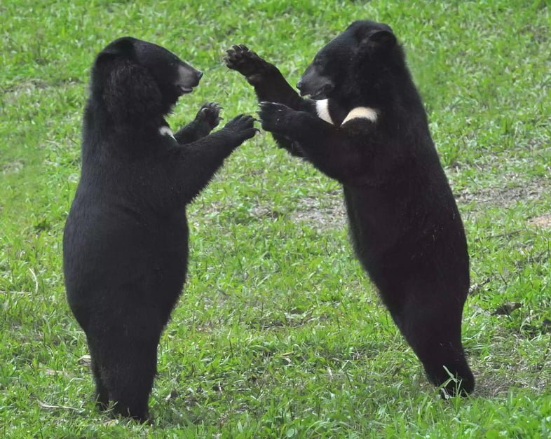 Гималайские медведи, известные как белогрудые медведи, во Вьетнаме