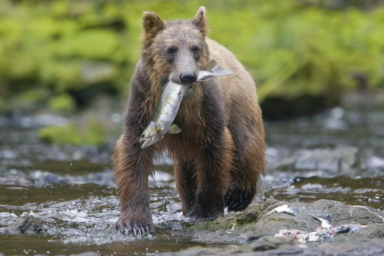 Бурый медведь на Аляске с лососем