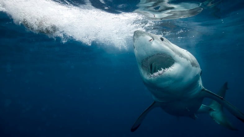 Подводное фото большой белой акулы