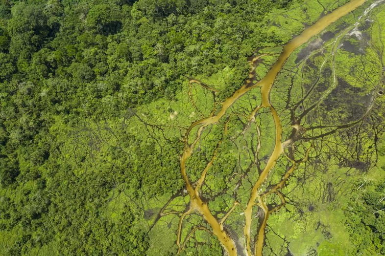 Тропический лес Конго