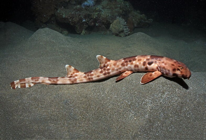 Новый вид ходячих акул, Hemiscyllium Halmahera, вырастает до 70 сантиметров в длину и безвреден для человека