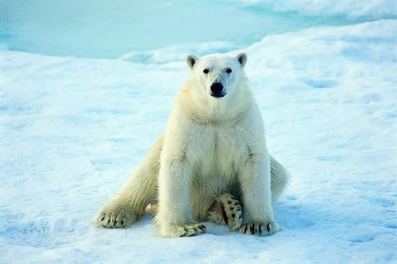 Белый медведь сидит на льду