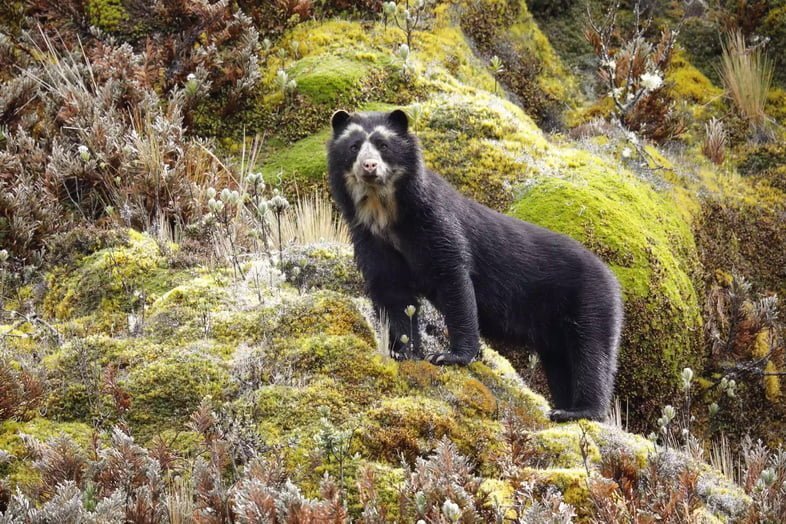 Очковый медведь в экологическом заповеднике Каямбе-Кока, Эквадор