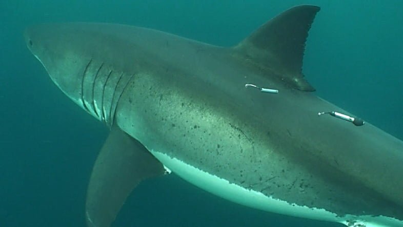 Белая акула, помеченная как акустическими (спереди), так и всплывающими сателлитными метками (сзади)