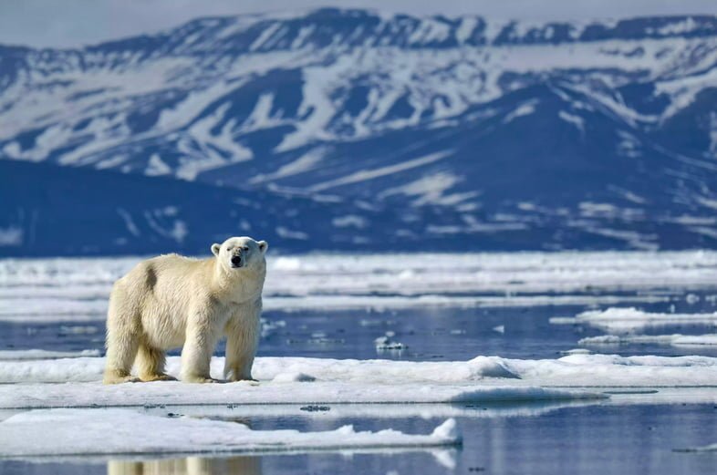 Белый медведь на льду