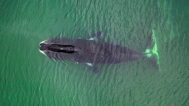 Аэрофотоснимок гренландского кита на мелководье в Охотском море в России