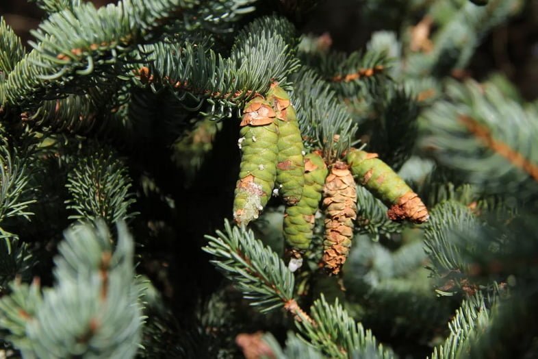Ель сизая (Picea glauca)