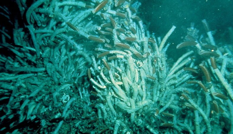 Подводное фото трубчатых червей у гидротермальных источников на дне океана