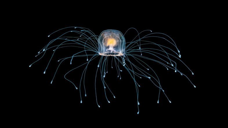 Подводная фотография бессмертной медузы у побережья Палм-Бич, Флорида, США