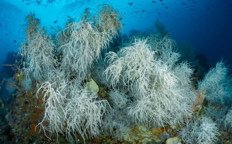 Подводное фото черных кораллов на рифе