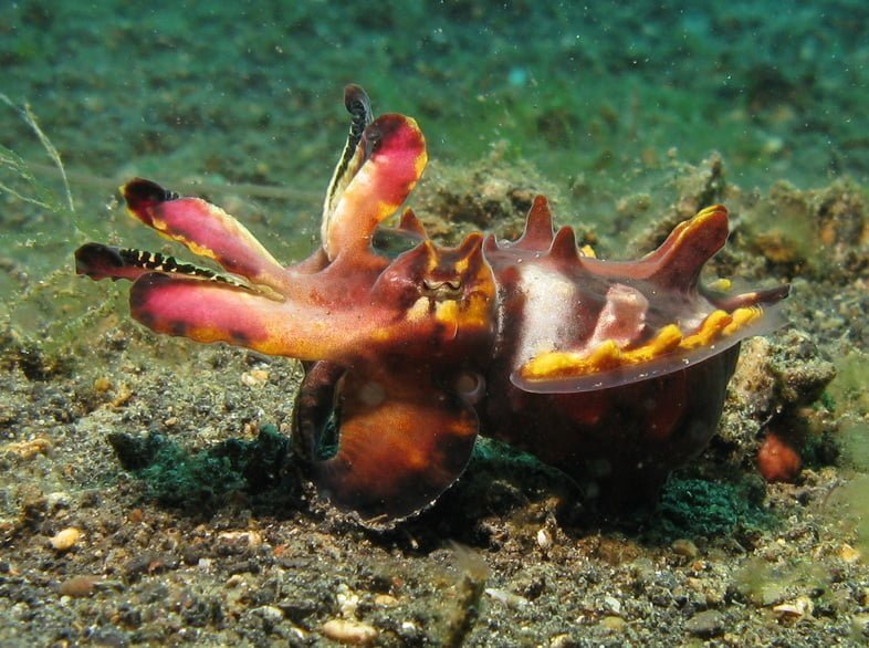 Каракатица расписная на дне океана