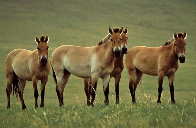 Фотография четырех стоящих диких лошадей Пржевальского