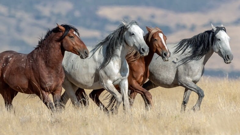 Фотография четырех диких лошадей мустангов, бегущих в Огдене, штат Юта, США