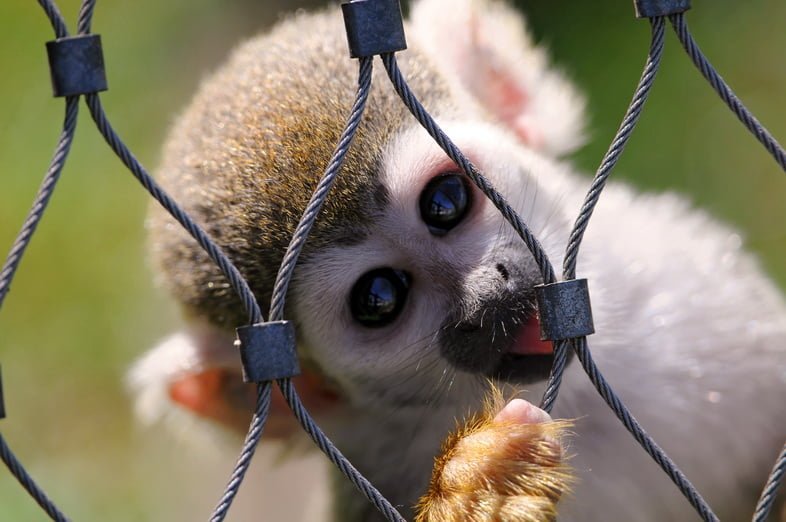 Паукообразная обезьяна лижет ограждение из проволоки