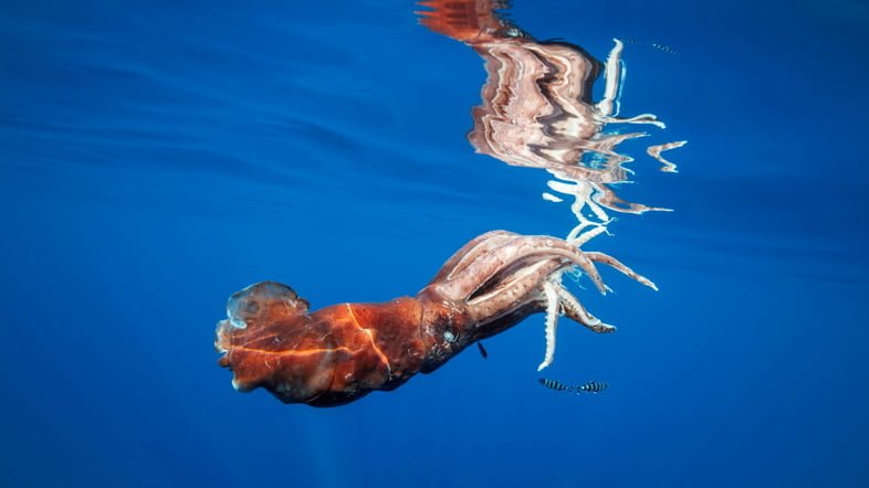 Фотография раненого гигантского кальмара, плавающего в воде, вероятно, подвергшегося нападению кашалота