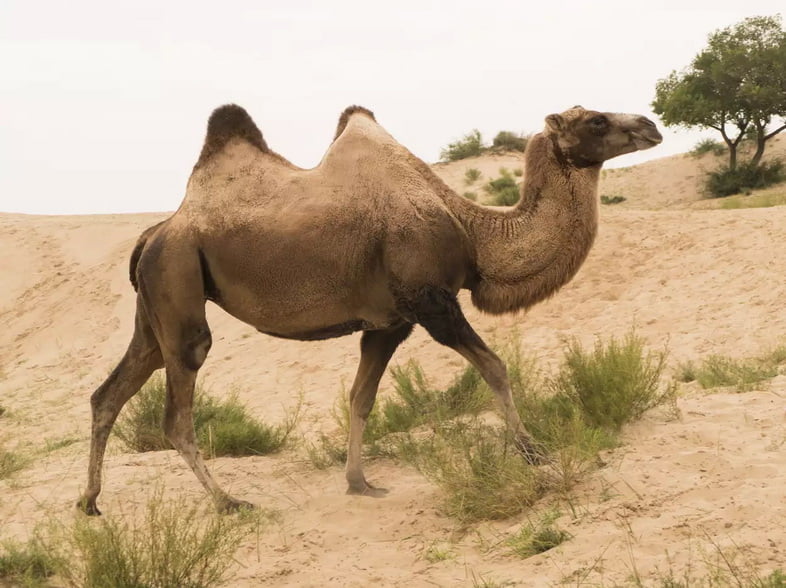 Дикий двугорбый верблюд идет по пустыне