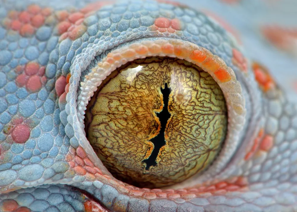 У гекконов невероятные глаза