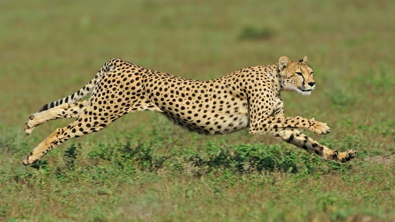 Гепард бежит в национальном парке Серенгети
