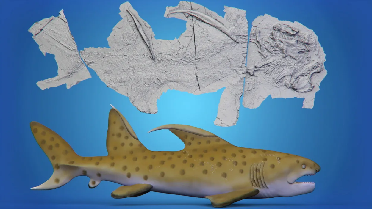 Окаменевший скелет «акулы-Годзиллы» рядом с изображением того, как она могла выглядеть