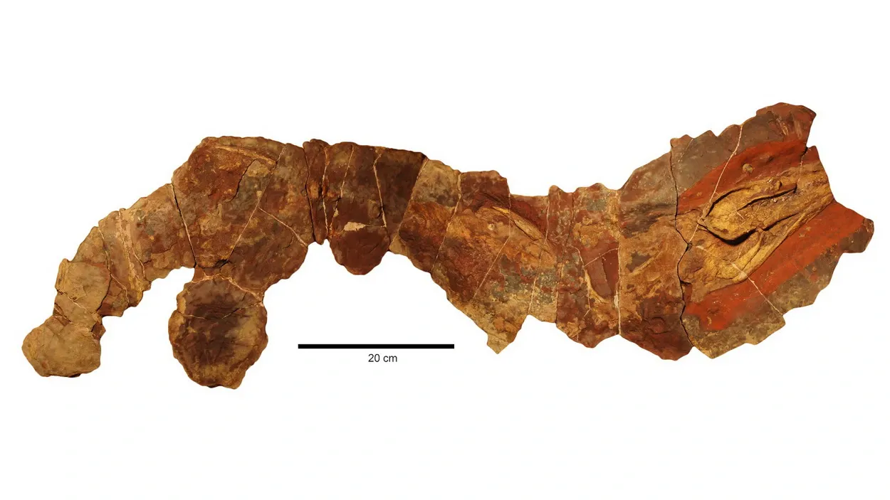 Палеонтологи обнаружили этот почти полный скелет древней акулы, принадлежащей к роду Phoebodus