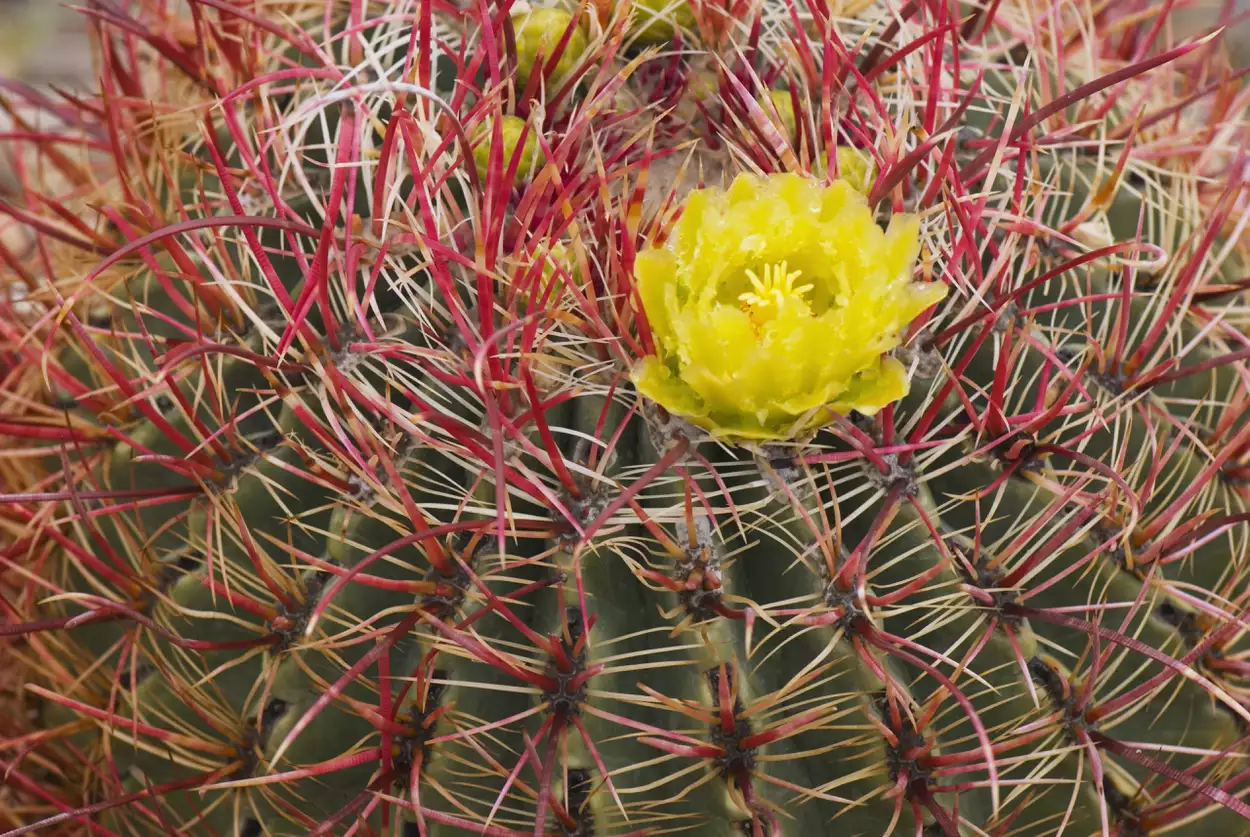 Цветы ферокактуса (Ferocactus cylindraceus), пустыня Сонора, государственный парк Анза-Боррего-Дезерт, Калифорния, США