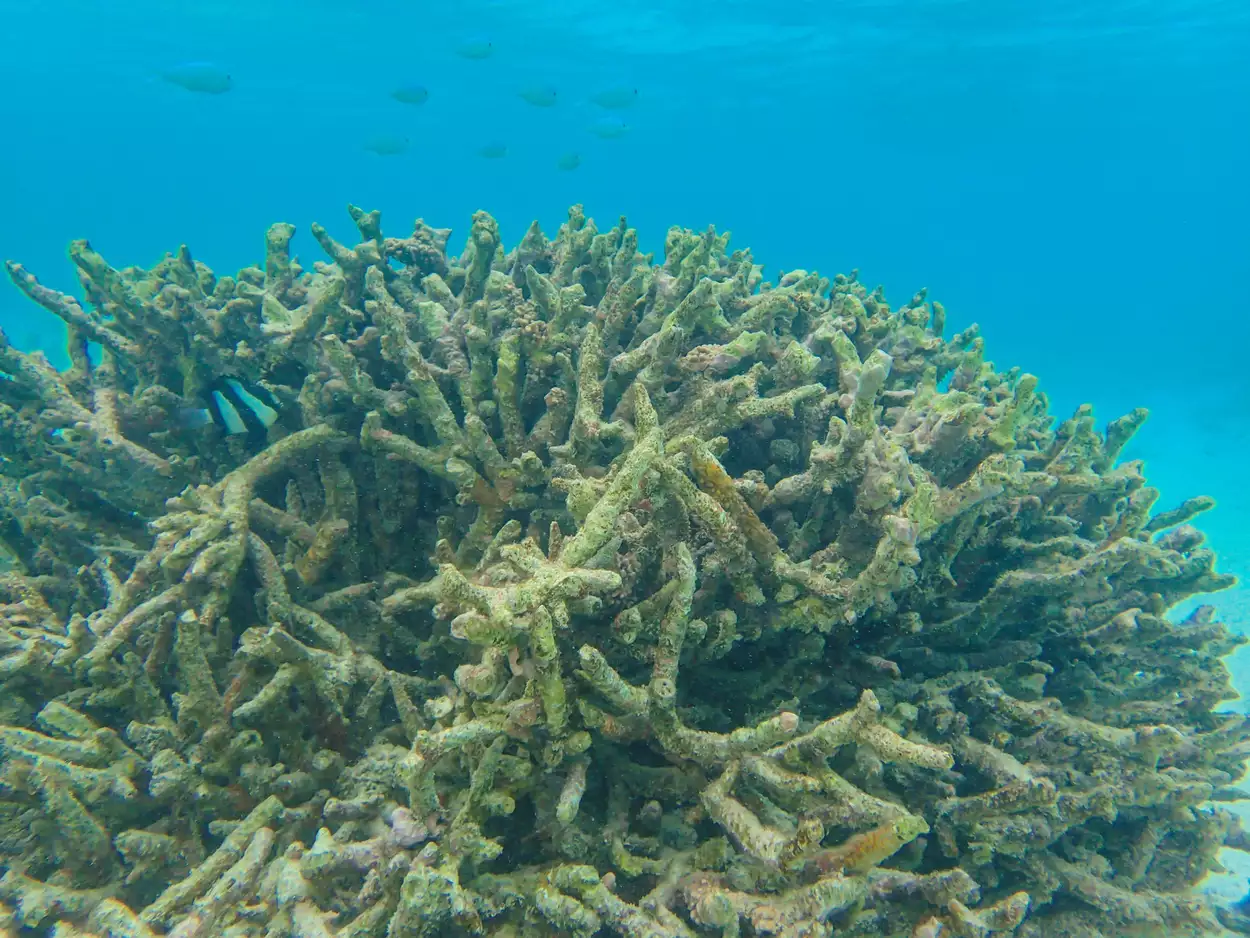Большой коралл, покрытый водорослями разных цветов и форм