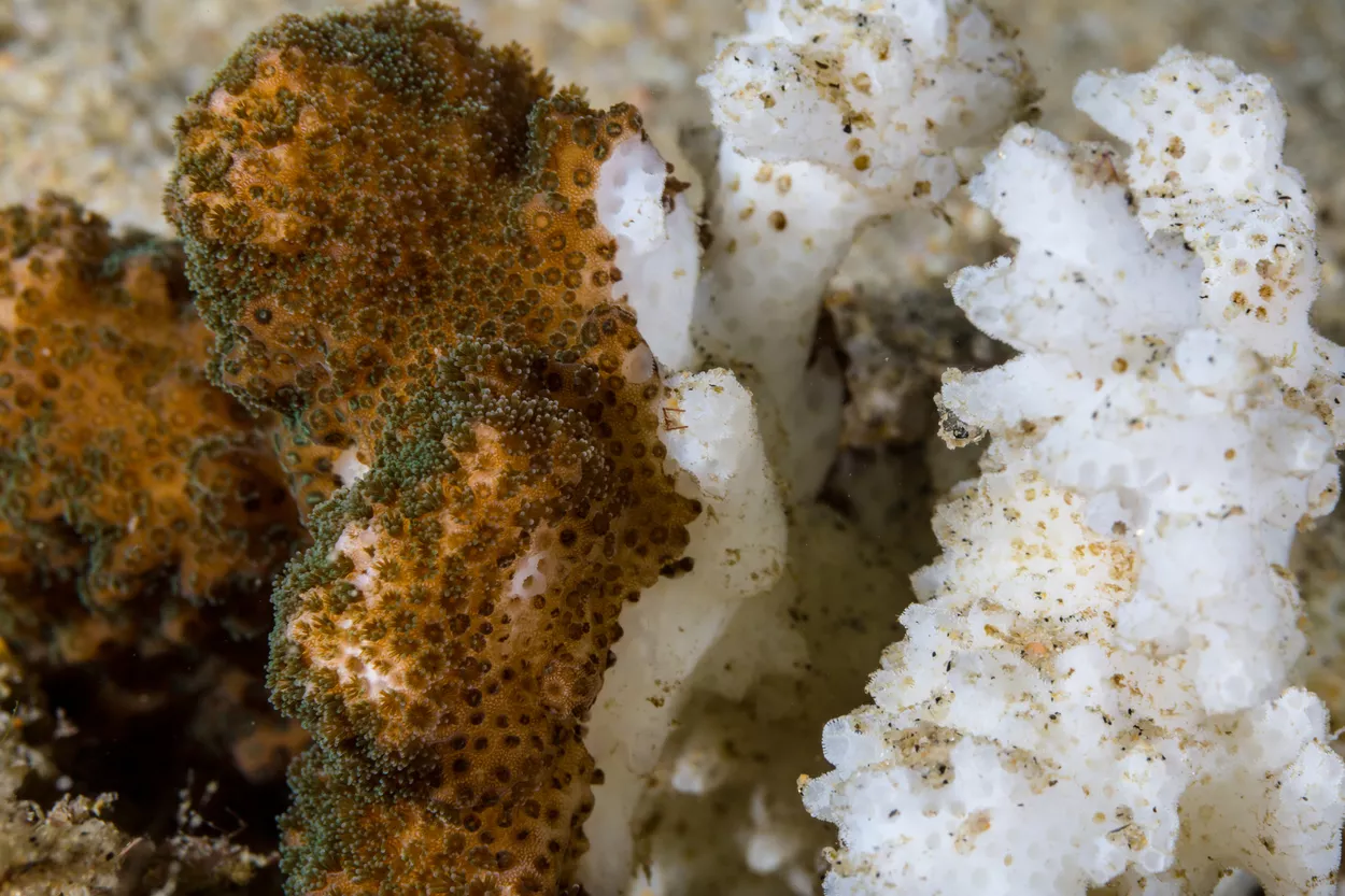 Нормальный коралл слева и обесцвеченный справа