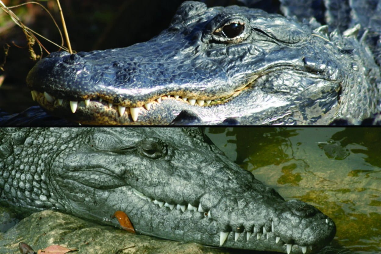 Линия челюсти аллигаторов и крокодилов может помочь отличить их друг от друга