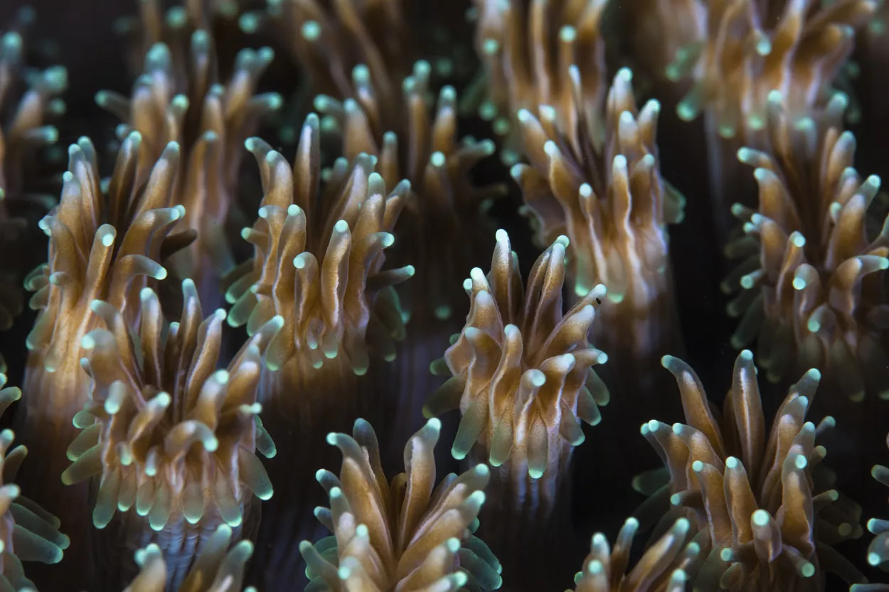 Полипы колонии кораллов Галаксея растут на рифе в Индонезии