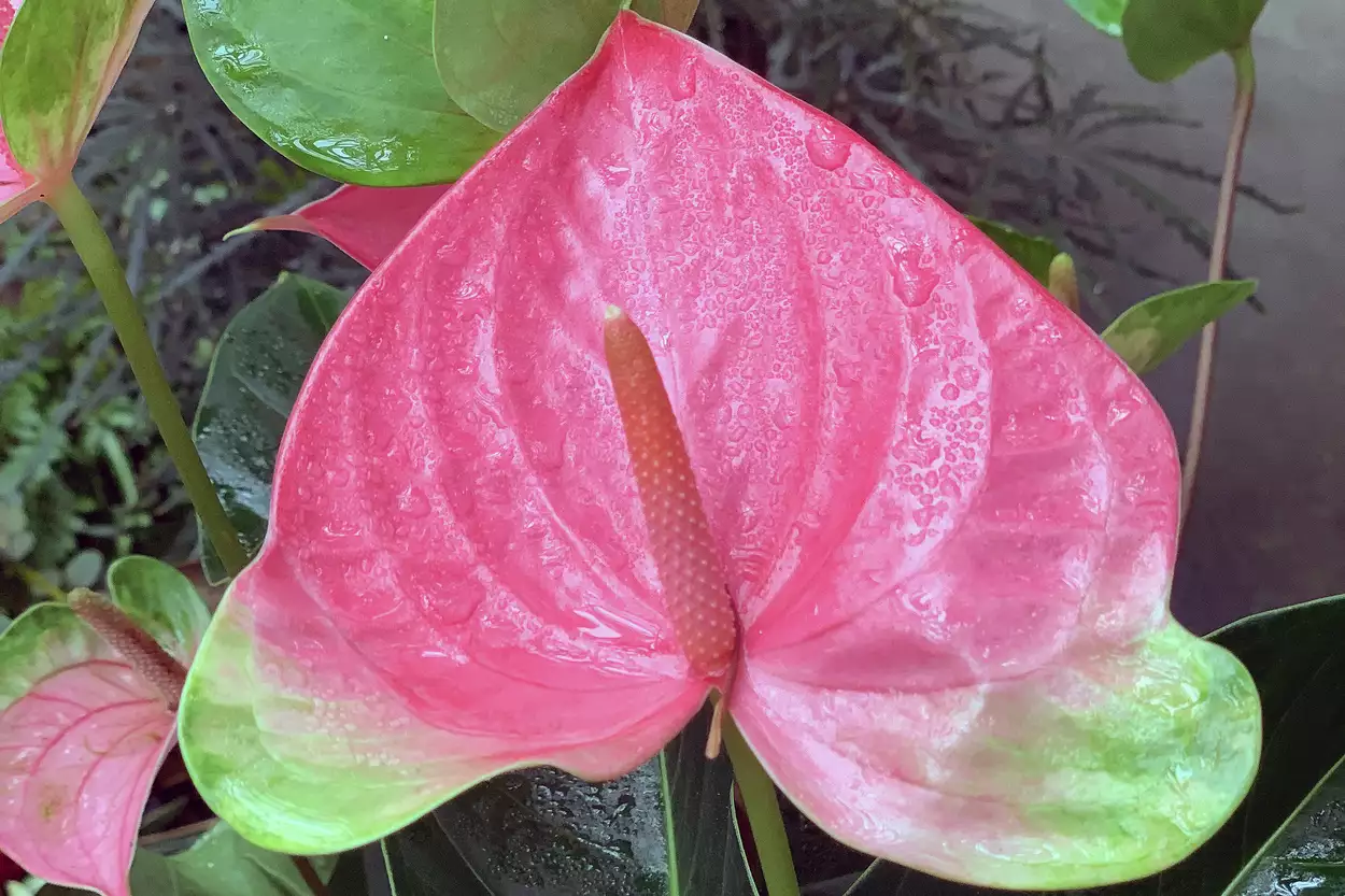 Ярко-розовый цветок антуриума