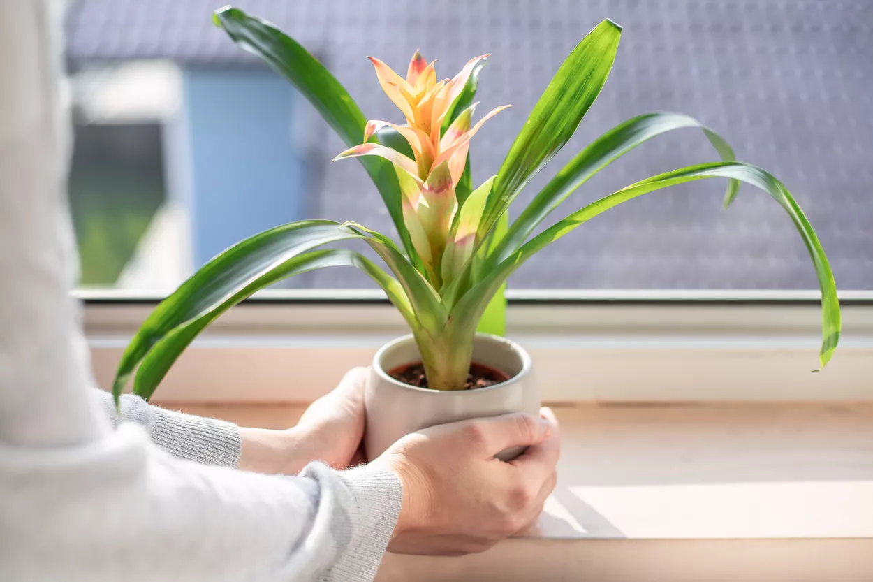Женщина помещает комнатное растение бромелию на солнечный подоконник