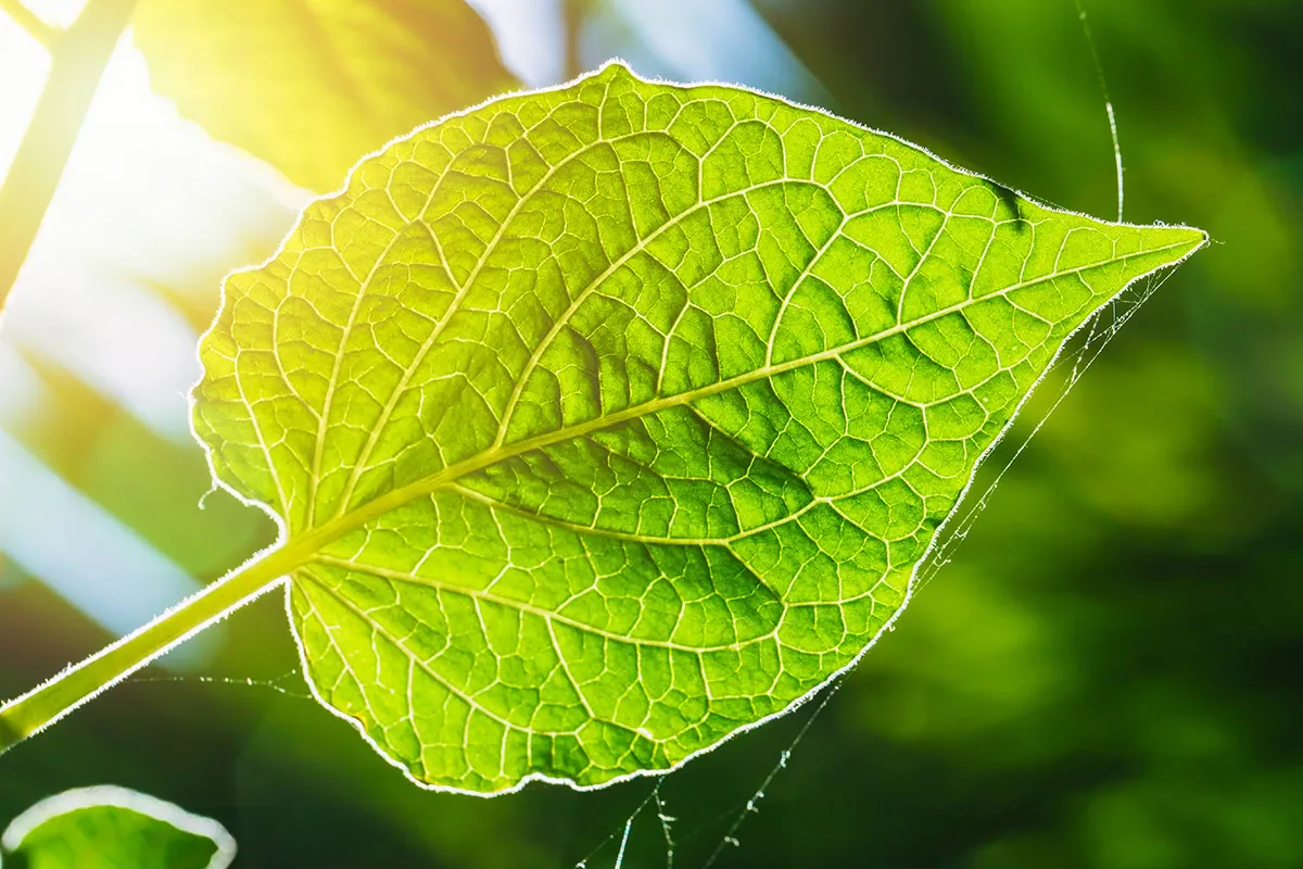 Для фотосинтеза растениям нужна энергия солнечного света