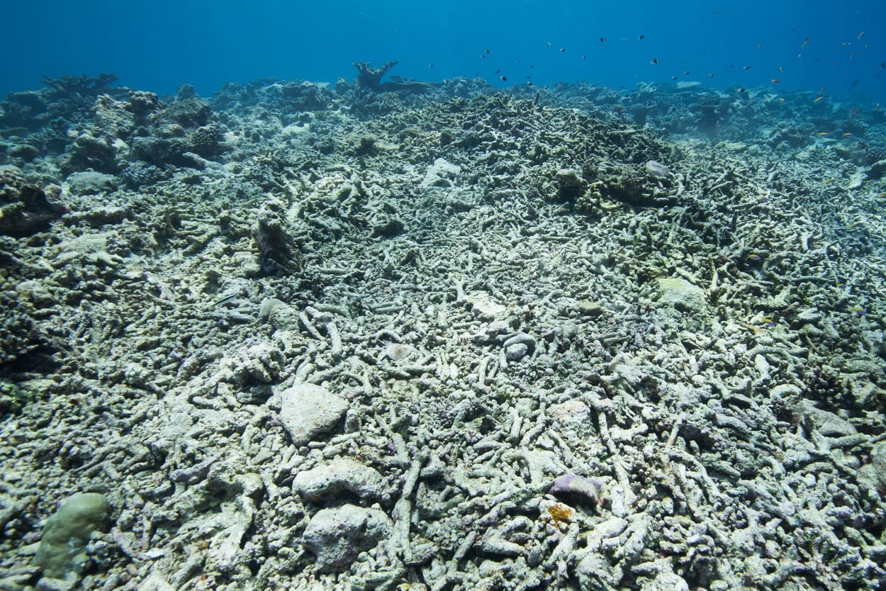Мертвые коралловые рифы на мелководье