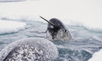 Нарвалы: загадочные морские единороги