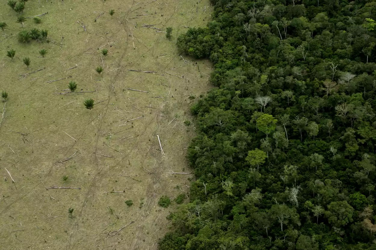 Часть тропических лесов Амазонии в Бразилии расчищают для крупного рогатого скота