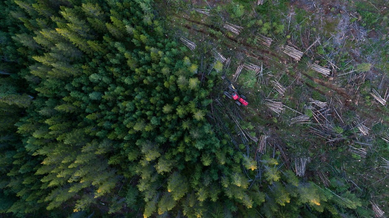 Лесозаготовительная техника расчищает деревья в лесу