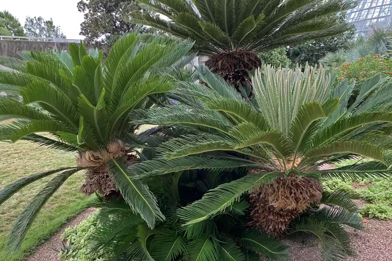 В ботаническом саду растут три больших тропических растения саговника поникающего