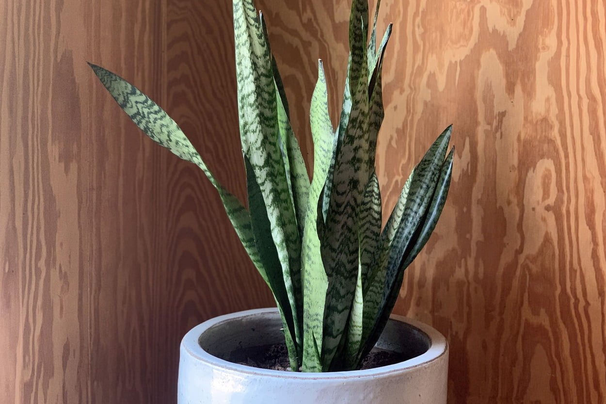 Сансевиерия трёхполосная – комнатное растение в сером горшке у деревянной стены в доме