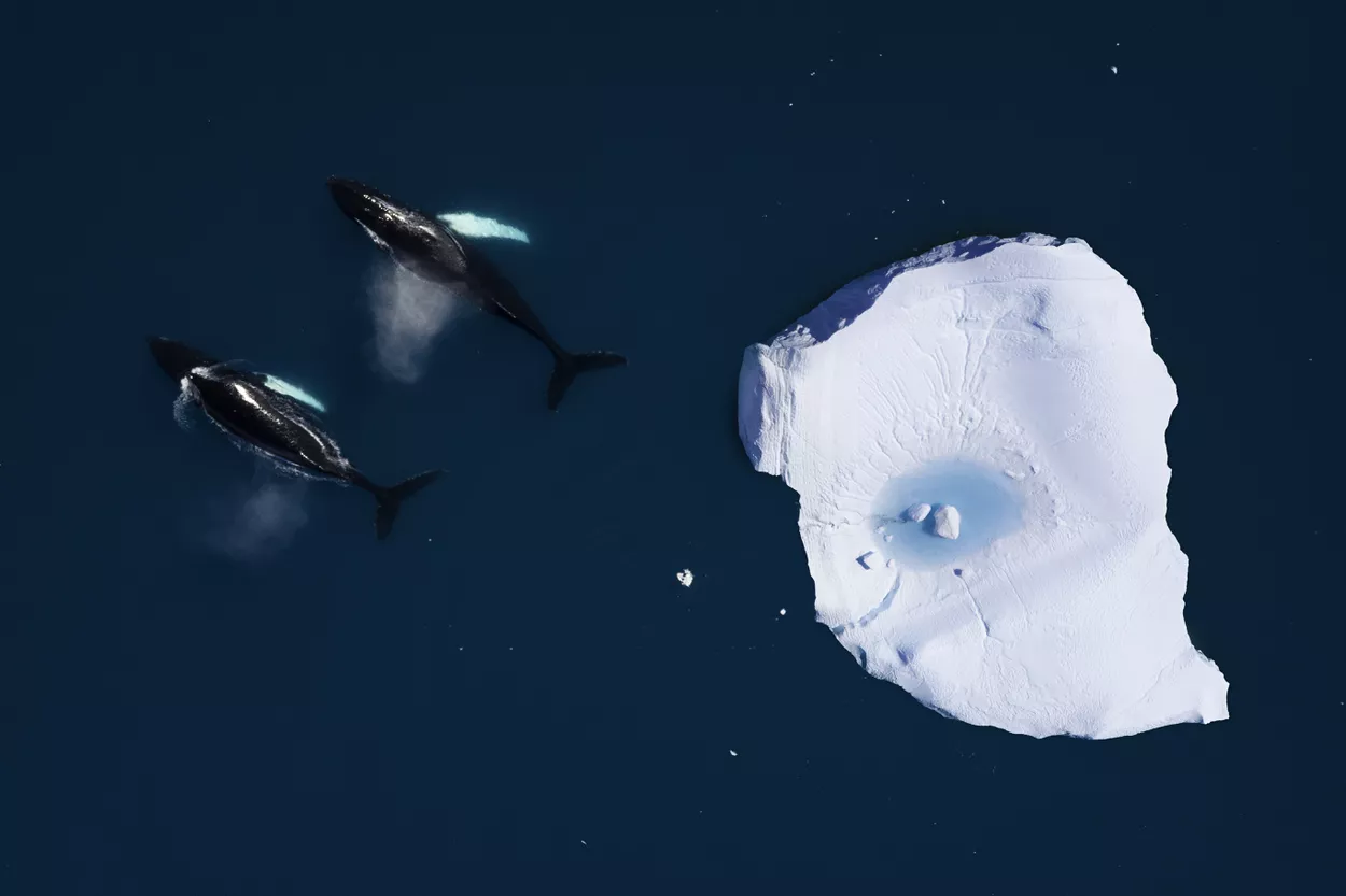 Вид с воздуха на китов, плавающих среди айсбергов
