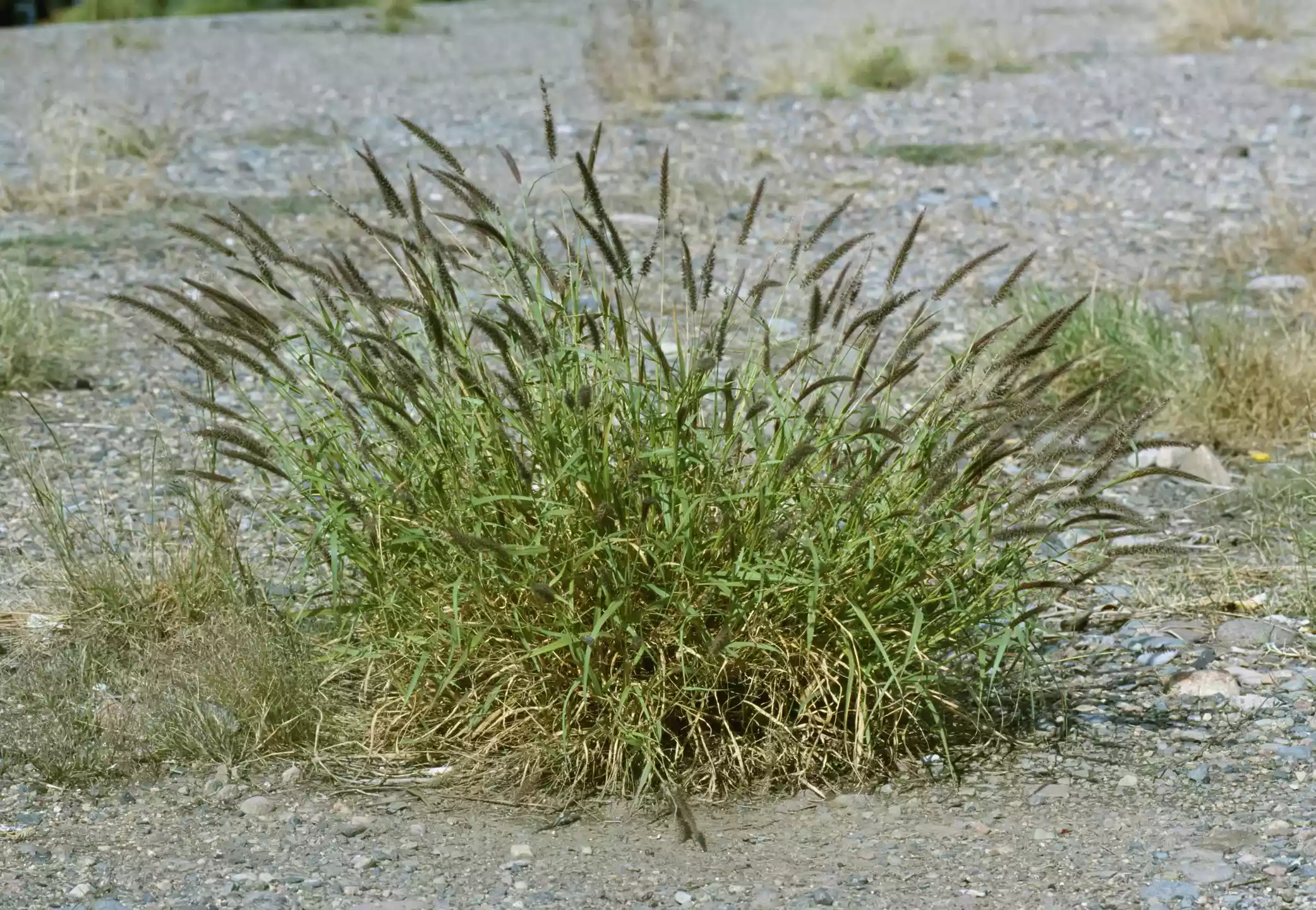 Баффельграсс, инвазионное растение