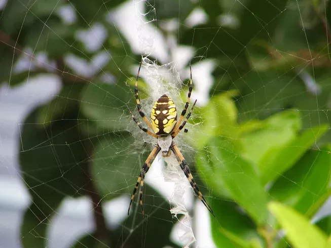 Садовый паук сидит в паутине