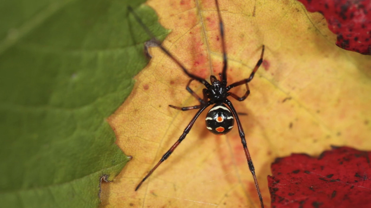 Северный паук чёрная вдова (Latrodectus Varolus)