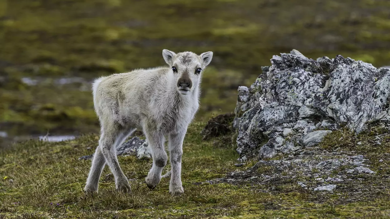 Телята северных оленей рождаются без характерных рогов