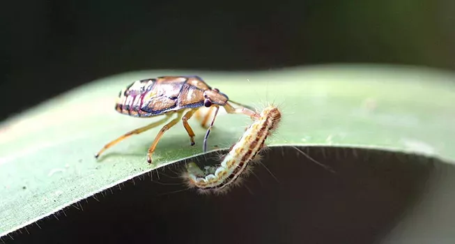 Подизус макуливентрис, атакующий гусеницу