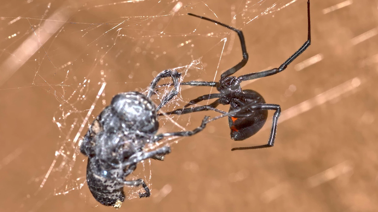 Ядовитый паук чёрная вдова обвивает беспомощную муху своей паутиной