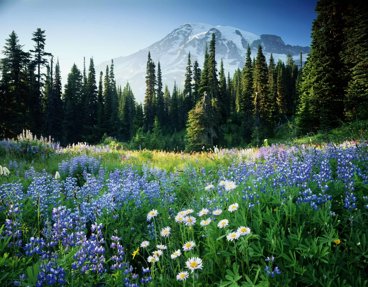 США, Вашингтон, Национальный парк Маунт-Рейнир, гора Рейнир и цветы