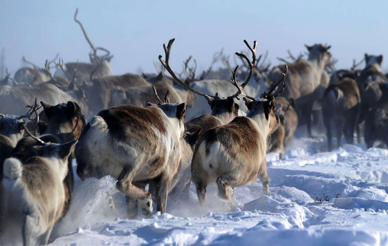 Стадо оленей в отдаленном Ямало-Ненецком регионе на севере России
