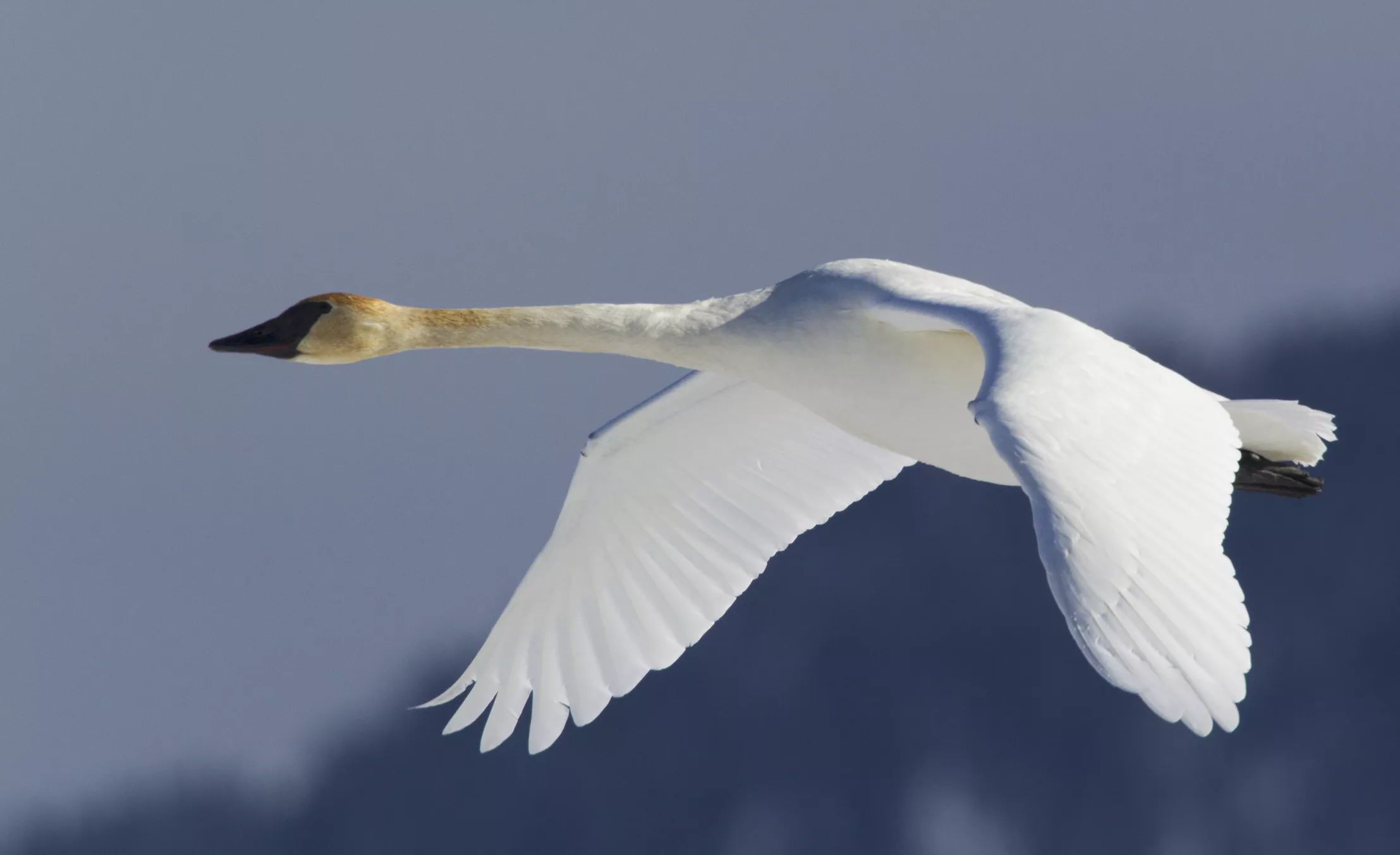 Лебедь-трубач пролетает над Вайомингом, США