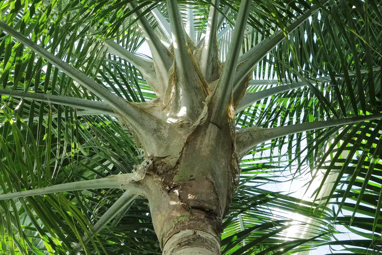 Стебель комнатной величественной пальмы (Ravenea rivularis) с колючими листьями